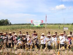 Panen Raya Jagung Serentak Tahap I Di Jalan Irian RT. 4, Kelurahan Tanjung Jaya