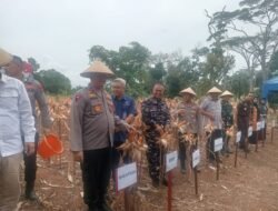 KAPOLDA BENGKULU GELAR PANEN JAGUNG KUARTA 4 TAHUN 2025