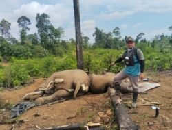 Kapolda Bengkulu Perintahkan Jajarannya Selidiki Penyebab Kematian Dua Gajah