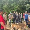 Momentum IdulAdha, Polres Lebong Salurkan Qurban 6 Ekor Sapi Untuk Masyarakat